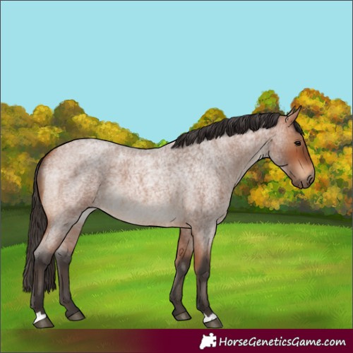 Horse Color:Bay Roan 