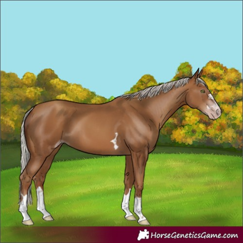 Horse Color:Gray Silver Classic Champagne 
