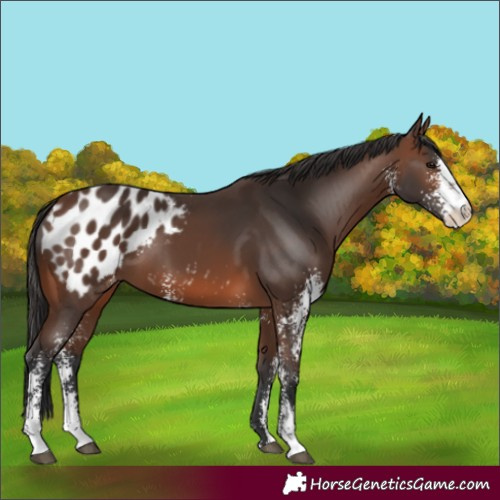 Horse Color:Brown Sabino Blanket 