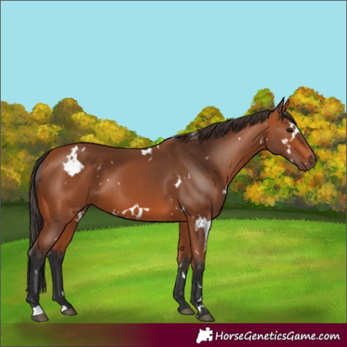 Horse Color:White Spotted Bay