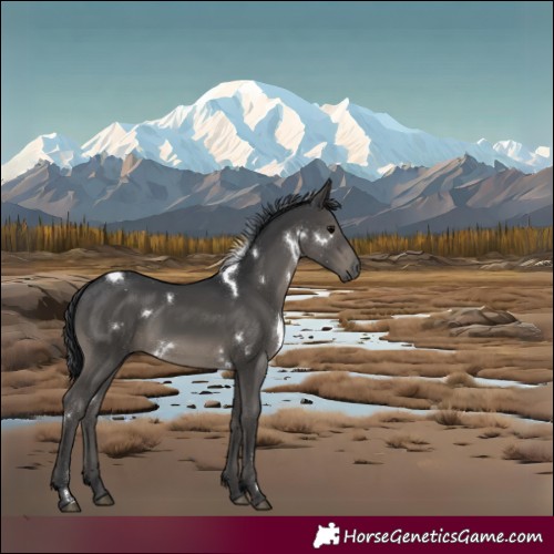 Horse Color:White Spotted Black 