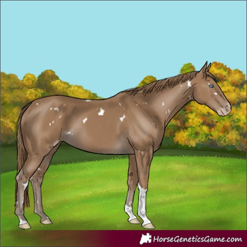 Horse Color:Gray White Spotted Smoky Creme Tobiano