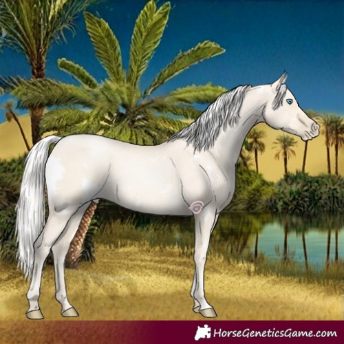 Horse Color:White Spotted Silver Smoky Grullo Pearl 