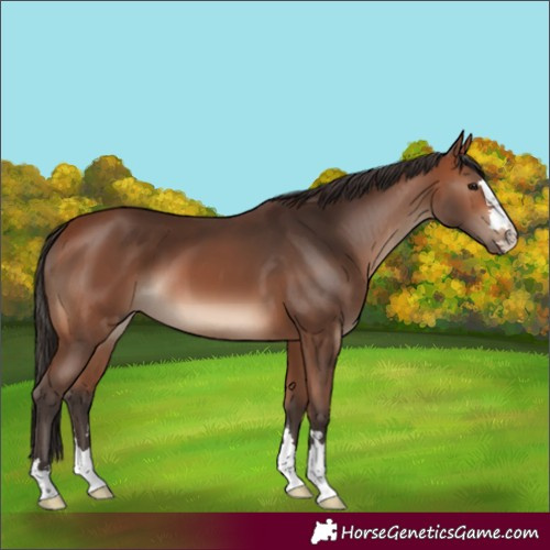 Horse Color:Bay 