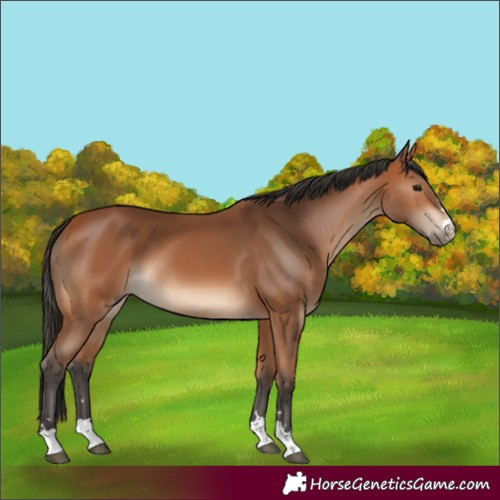Horse Color:Bay 