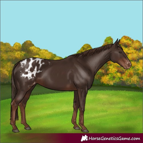 Horse Color:Liver Chestnut Blanket