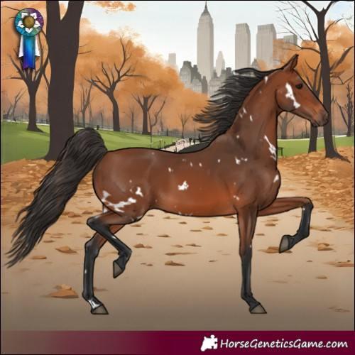 Horse Color:White Spotted Bay
