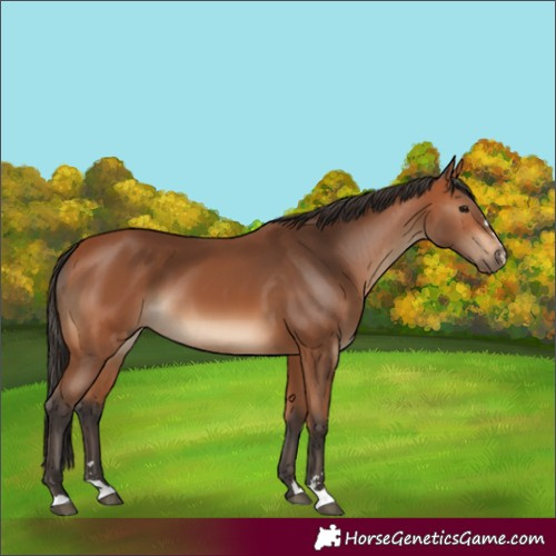 Horse Color:Bay 