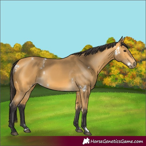 Horse Color:White Spotted Buckskin