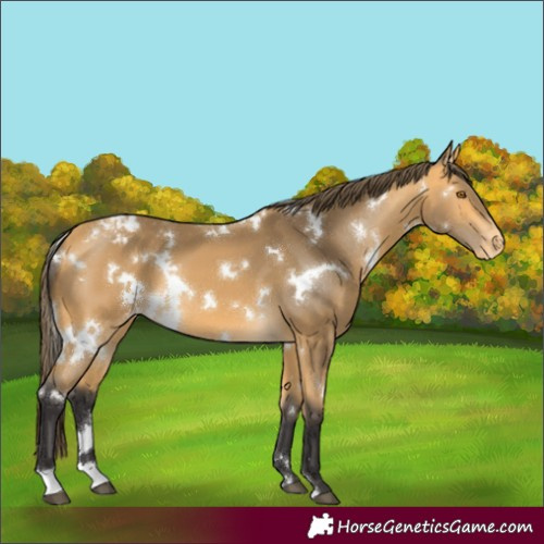 Horse Color:White Spotted Buckskin Varnish