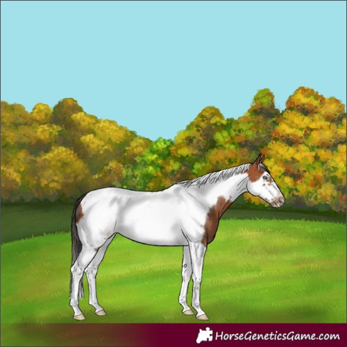 Horse Color:Bay Tobiano Frame 