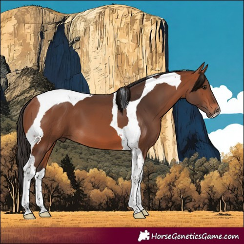 Horse Color:Bay Tobiano