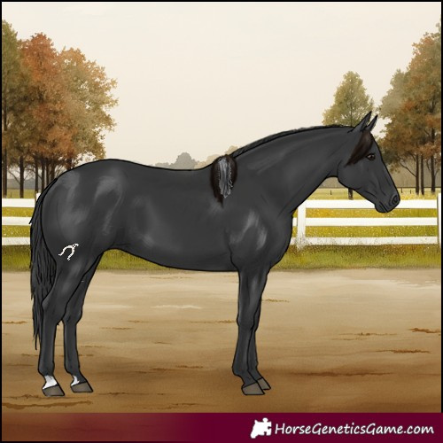 Horse Color:Black 