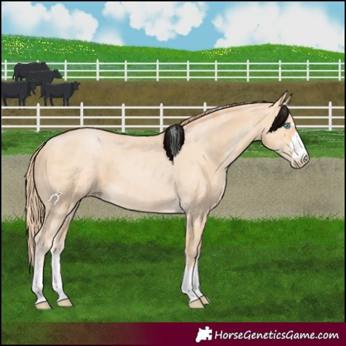 Horse Color:Buckskin Pearl Merle 
