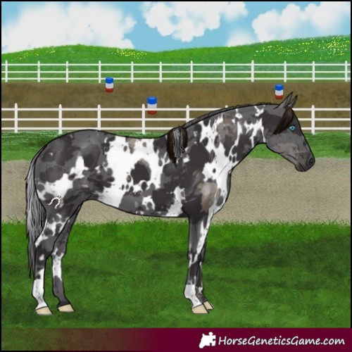 Horse Color:White Spotted Smoky Black Merle 