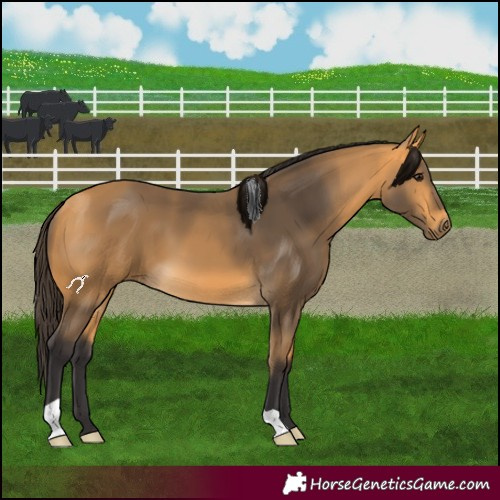 Horse Color:Buckskin