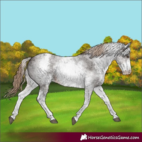 Horse Color:White Spotted Liver Chestnut Sabino 
