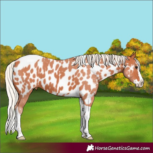 Horse Color:Silver Bay Sabino Splash Tobiano Near Leopard