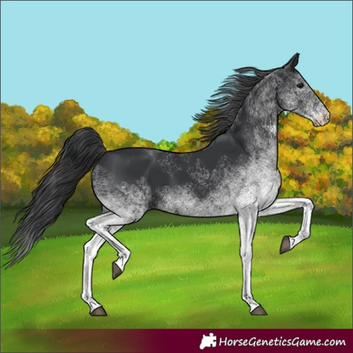 Horse Color:White Spotted Black