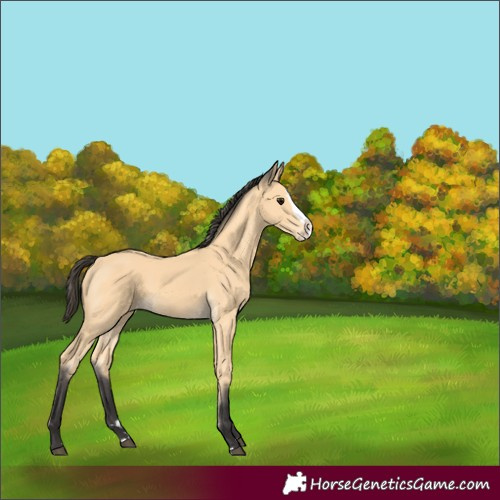 Horse Color:Buckskin Splash