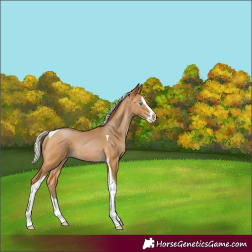 Horse Color:Gray Silver Buckskin Pearl Splash Tobiano