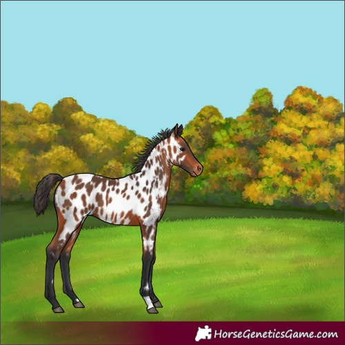 Horse Color:Bay Near Leopard