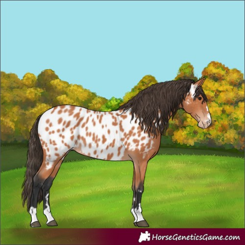 Horse Color:Bay Near Leopard