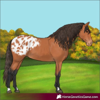 Horse Color:Bay Blanket 