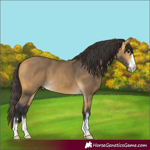 Horse Color:Buckskin