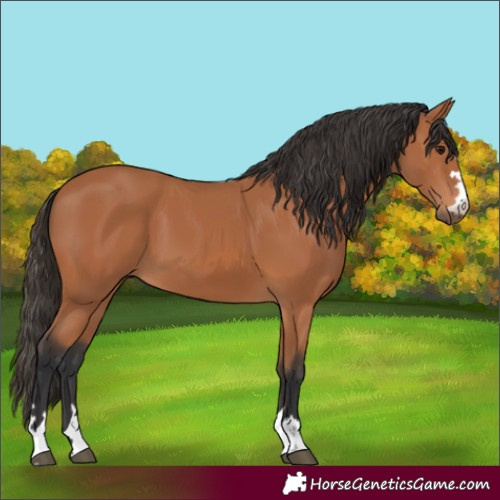 Horse Color:Bay 