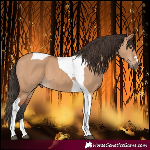 Horse Color:Bay Dun Tobiano 