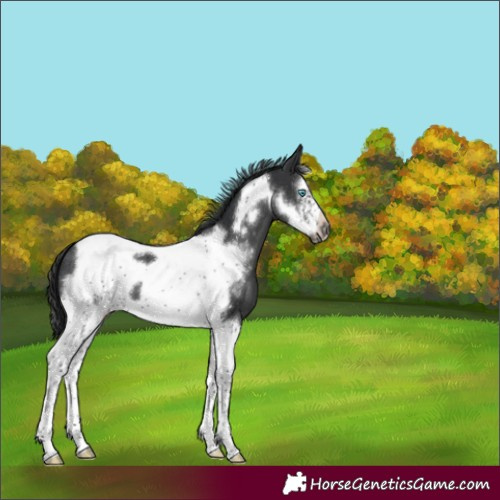 Horse Color:Black Sabino Tobiano Frame Varnish 