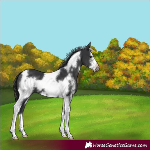 Horse Color:Black Sabino Tobiano Frame 