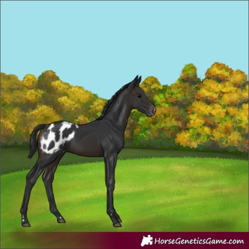 Horse Color:Brown Blanket