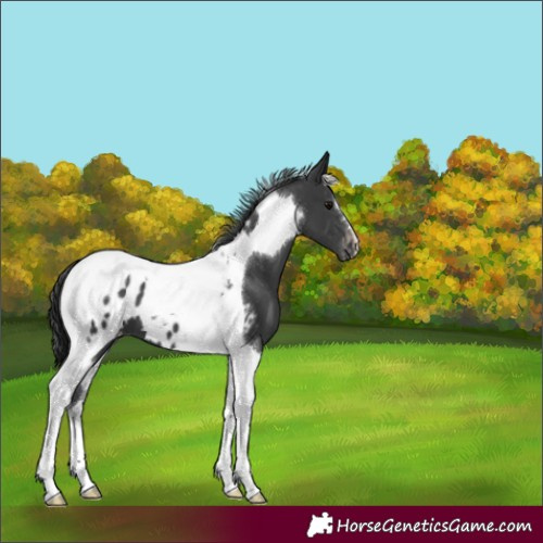 Horse Color:Black Tobiano Blanket 