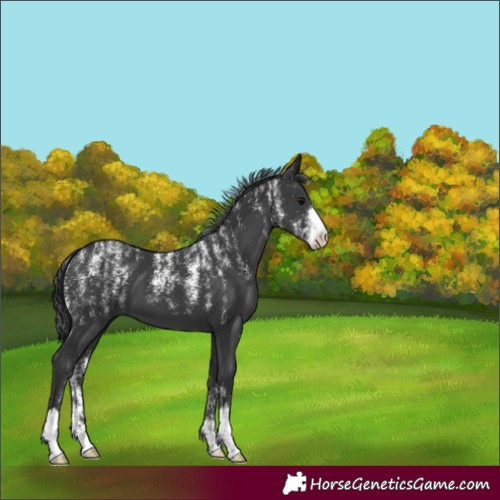 Horse Color:Powder White Black