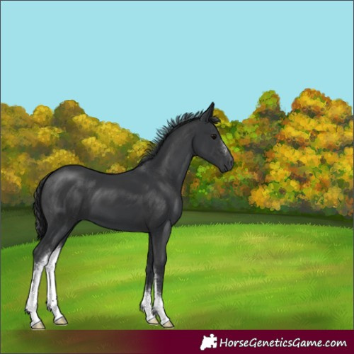 Horse Color:Black Sabino