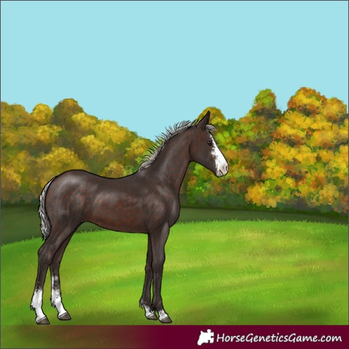 Horse Color:Silver Brown Sabino 