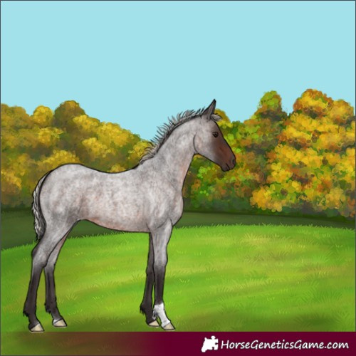 Horse Color:Silver Brown Roan