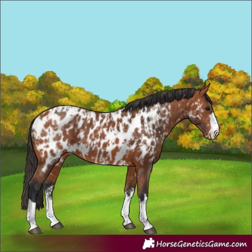 Horse Color:Bay Near Leopard  and Bay Near Leopard 