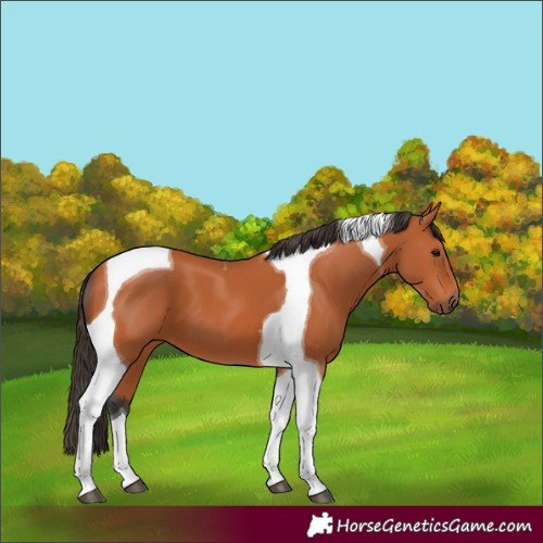 Horse Color:Bay Tobiano 