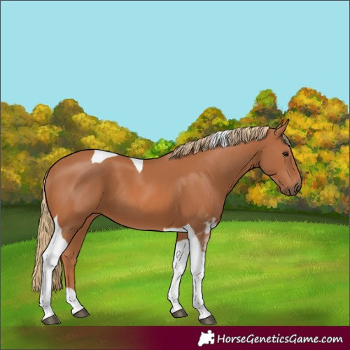 Horse Color:Chestnut Tobiano 