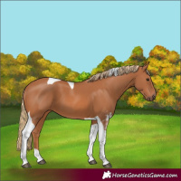 Horse Color:Chestnut Tobiano 