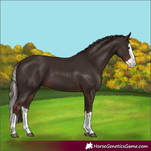 Horse Color:Liver Chestnut Splash