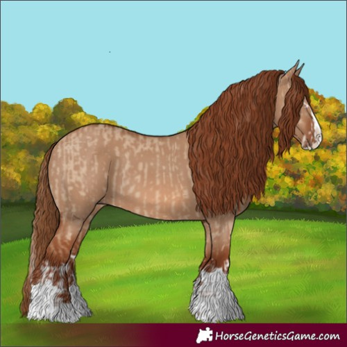 Horse Color:Red Dun Splash  and Red Dun Splash 