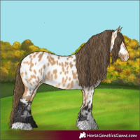 Horse Color:Buckskin Near Leopard 