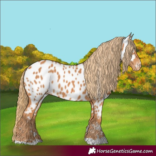 Horse Color:Chestnut Near Leopard