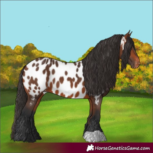 Horse Color:Bay Near Leopard