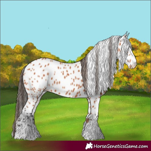 Horse Color:Bay Leopard