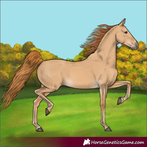 Horse Color:Red Dun 